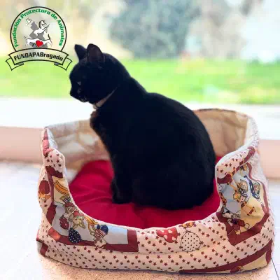 CAMA MOISÉS GATITOS Y ESTRELLAS